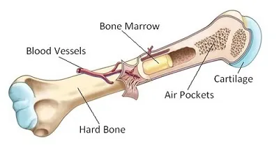 Illustration marrowbones - Image 2